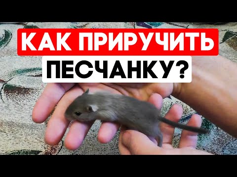 Видео: Как приучить песчанку к рукам? Приручение песчанок