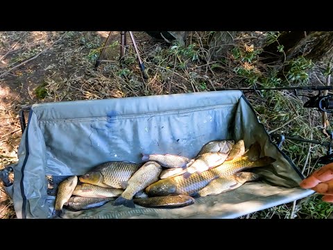 Видео: ОТКРЫТИЕ НОВОГО СЕЗОНА НА РЕКЕ ДНЕСТР! КАК ЛОВИТЬ КАРПА В ИЮНЕ НА РЕКЕ ДНЕСТР! НОВАЯ НАСАДКА!!!
