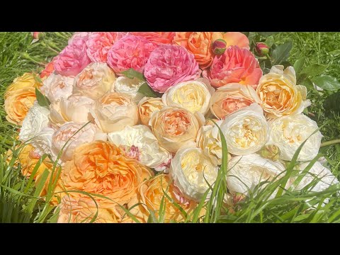 Видео: Ещё одно воспоминание о розовом саде 💚🌹🍃 27 февраля 2024 г.