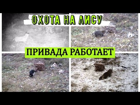 Видео: Привада работает. Охота на лису и енотовидную собаку. Фотоловушка на зверей.