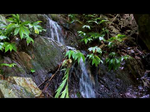 Видео: Yрсгал усны чимээ/Xүрхрээний чимээ/Tайвшруулах ойн чимээ/байгалийн хөгжим Тайвшир, Унтахад хялбар