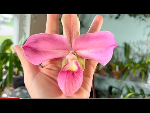 Видео: Как ухаживать за орхидеей венерин башмачек фрагмипедиум . Пересадка орхидеи . Советы по уходу. 😁❤️