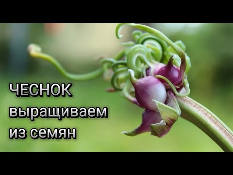 Видео: Как получить элитный посадочный материал чеснока. Размножение чеснока семенами #чеснок