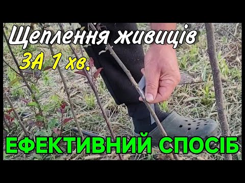 Видео: Щеплення живців. Як це робити?