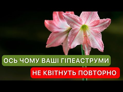 Видео: Як змусити Амариліс / Гіпеаструм знову зацвісти? Чому не цвіте Ваш Гіпеаструм / Амариліс.
