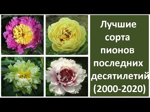 Видео: ❀ Лучшие сорта пионов последних десятилетий (2000-2020)