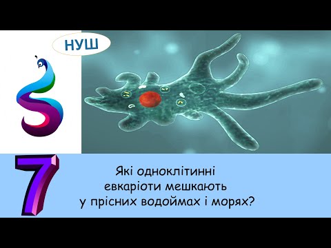 Видео: Які одноклітинні евкаріоти мешкають у прісних водоймах і морях?