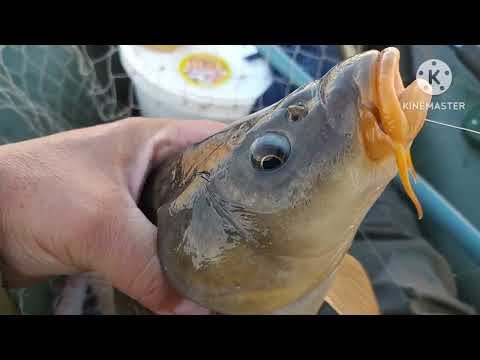 Видео: Отлично половили сазана перед нерестом..