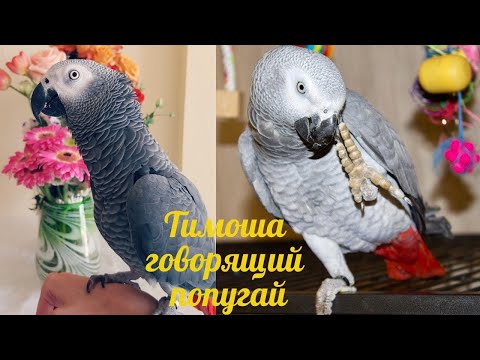 Видео: Тимоша говорящий попугай, вид Жако. Подборка видео #7
