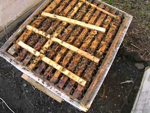 Видео: как узнать что пора расширять гнездо и как поставить второй корпус