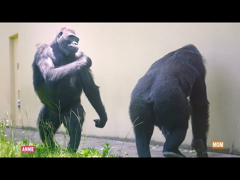 Видео: Как гориллы общаются, когда им хорошо | Группа Шабани