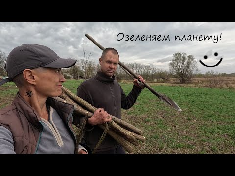 Видео: Пересадка павловнии осенью без заморочек. Очередная попытка озеленить планету.
