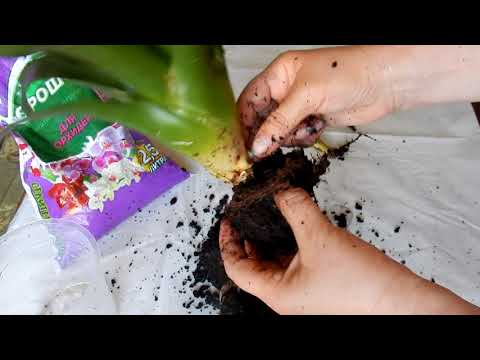 Видео: Семейство бромелиевые  пересадка и размножение Вриезия Тилландсия