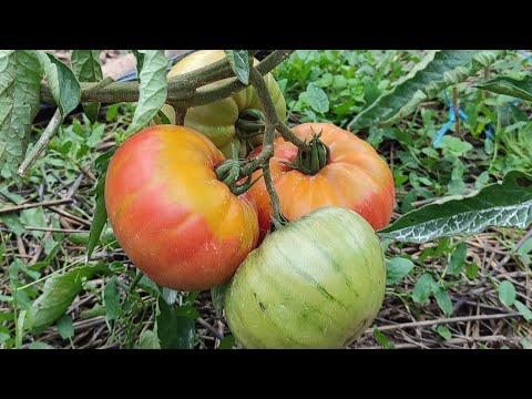 Видео: Домат Ананас и кратка разходка..
