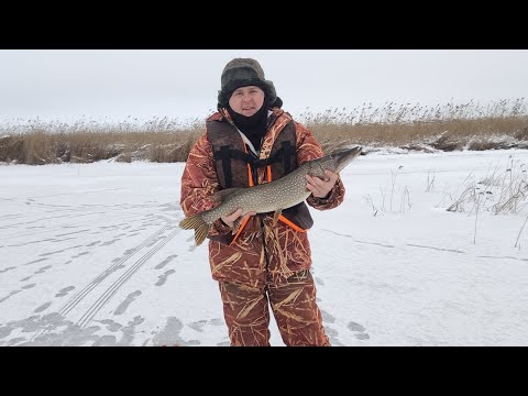 Видео: рыбалка Костанай 02.12.23 кунай