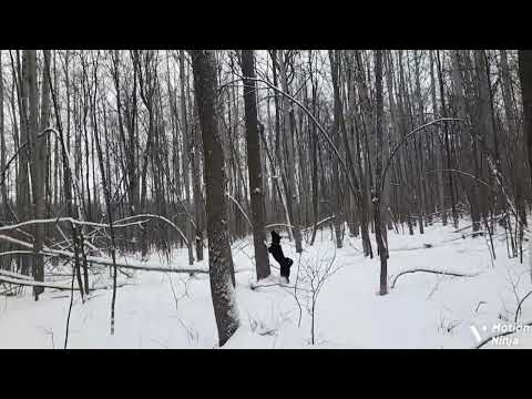 Видео: #214 победа и поражение!охота на куницу с лайкой