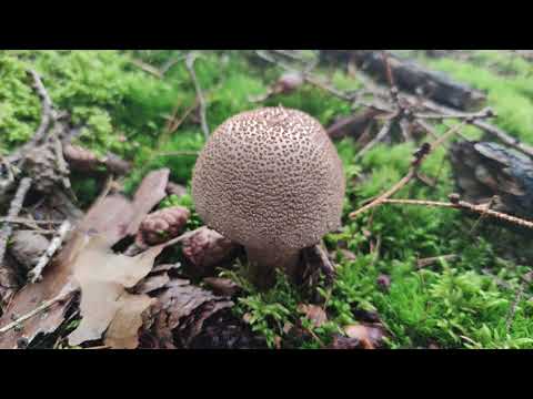 Видео: Вкуснейший Мухомор серо-розовый - Amanita rubescens