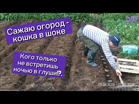 Видео: Сажаю огород - кошка в шоке. Кого только не встретишь ночью в глуши!?.