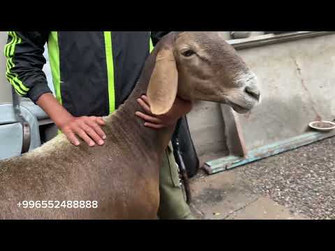 Видео: Мааданбек аксакал уже более сорока лет ведет селекцию этих баранов