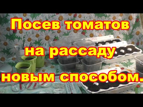 Видео: Томаты сею новым способом из за опытов