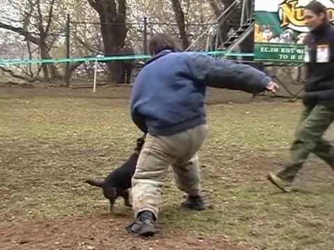 Видео: ягдтерьер Б-Кучум