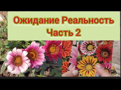 Видео: Ожидание Реальность часть 2