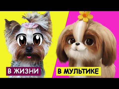 Видео: ТАЙНАЯ ЖИЗНЬ ДОМАШНИХ ЖИВОТНЫХ 2 В РЕАЛЬНОЙ ЖИЗНИ! Смешные КОТИКИ ЗАКАЗАЛИ ПИЦЦУ + Лайфхак для кота