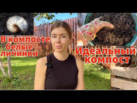 Видео: ИДЕАЛЬНОЕ ОСЕННЕЕ УДОБРЕНИЕ. Как правильно применять компост. Что за БЕЛЫЕ ЛИЧИНКИ в компосте