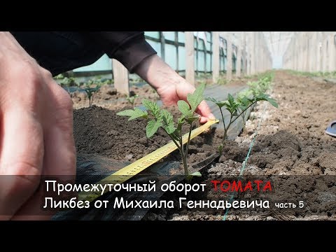 Видео: Промежуточный оборот ТОМАТА. Ликбез от Михаила Геннадьевича, часть 5