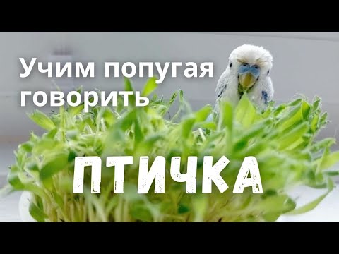 Видео: Учим попугая говорить Птичка