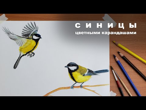Видео: как нарисовать птицу, как нарисовать синицу цветными карандашами