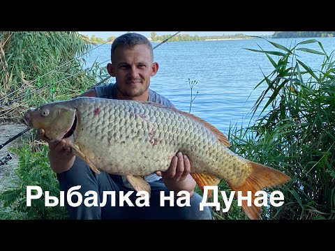 Видео: С НОЧЁВКОЙ НА РЕКЕ ДУНАЙ. СОМ.  САЗАН.