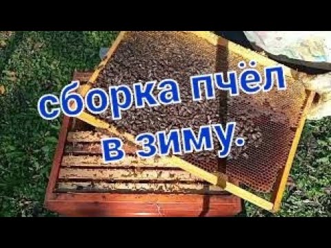 Видео: Легко собрать Пчёл В Зиму.10 рамочный Дадан.