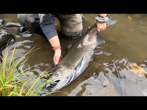 Видео: ЛОВЛЯ ЧАЙНОГО ЛОСОСЯ НА БЕРЕГУ МАЛЫХ РЕК | Прибрежная река Орегона