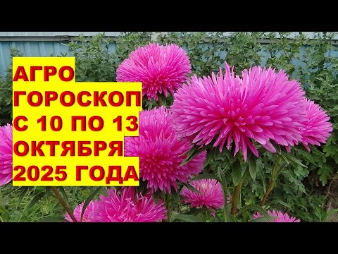 Видео: Что делать в саду и на огороде с 10 по 13 октября 2025 года?