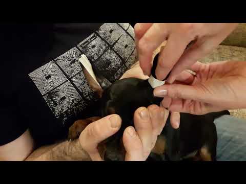 Видео: Клеим ушки цвергпинчеру