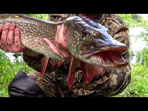 Видео: Ловля ЩУКИ на КРУЖКИ (летние жерлицы) Секретные места радуют! Щука на живца! #кружки #жерлицы #щука