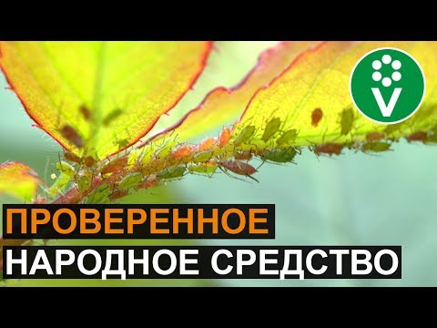 Видео: ТЛЯ? Забудьте о ее существовании!