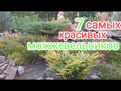 Видео: САМЫЕ. КРАСИВЫЕ МОЖЖЕВЕЛЬНИКИ! ОБЗОР!