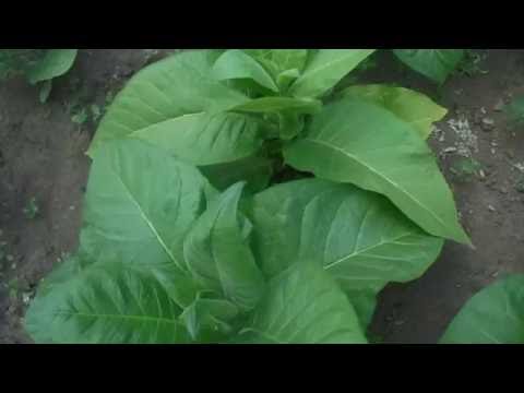 Видео: Обзор сортов табака
