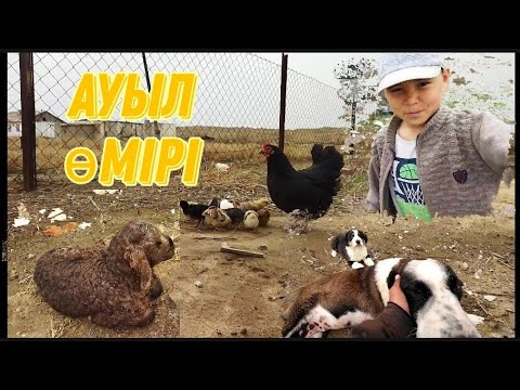 Видео: Ауыл тіршілігі / Инкубатор алдым
