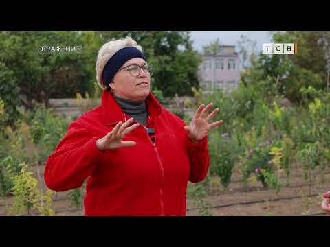 Видео: Что сажать, чтобы не сгорело?