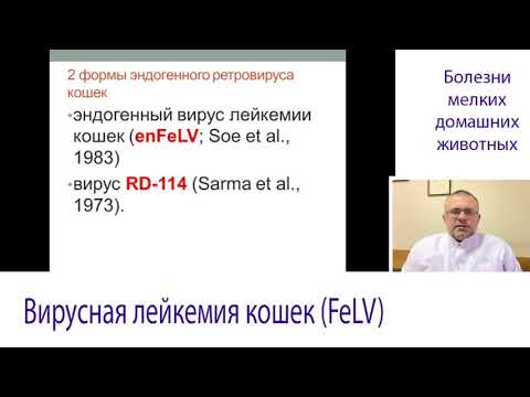 Видео: Инфекционная Лейкемия Кошек (FeLV)