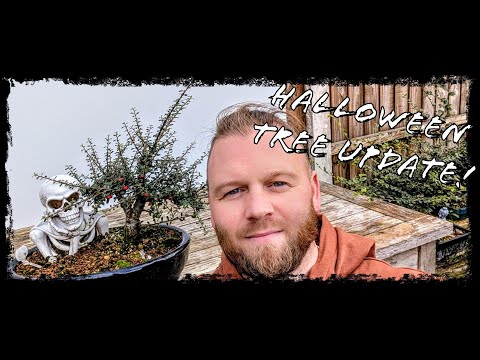 Видео: От СТРАШНЕГО до КРАСОТЫ! Работа с кизильником в стиле бонсай.