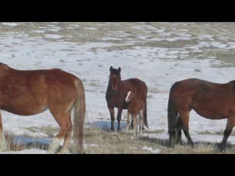 Видео: Ауылға барам Ұланға!