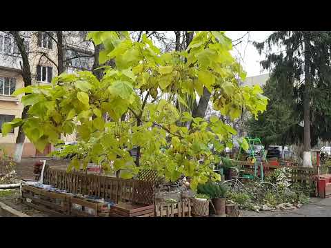 Видео: 251114 Плод Дерева Счастья Катальпа обезьяньих хвостов слоновьих ушей растение семейства Бигнониевые