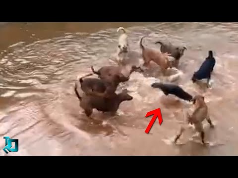 Видео: Собаки Такого не Ожидали / Сражения Животных Снятые на Камеру