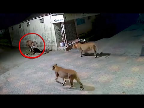 Видео: Когда Животные Связались Не С Тем Противником