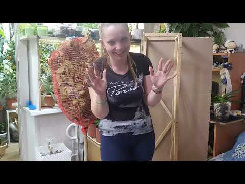 Видео: Лимон Лунарио. Любимый сорт лимона. Пополнение в коллекции.