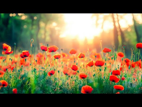 Видео: ВОССТАНОВЛЕНИЕ НЕРВНОЙ СИСТЕМЫ 🌿 Нежная музыка, успокаивает нервную систему и радует душу
